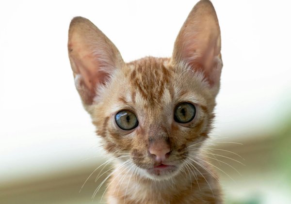 Top 10 des accessoires interactifs pour chats