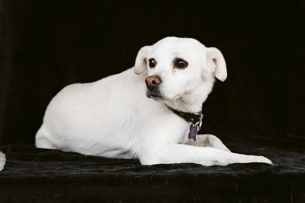 Comment les changements climatiques impactent-ils la biodiversité des abeilles et que pouvons-nous faire pour aider ?