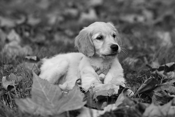 Comment socialiser son chien avec les humains et autres animaux ?