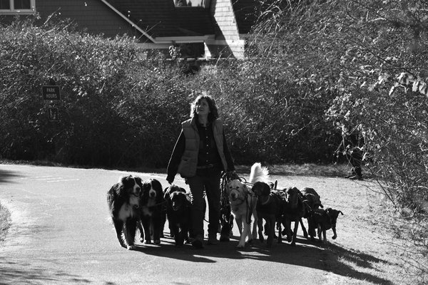 Tableau tigre : l'art de capturer la beauté sauvage