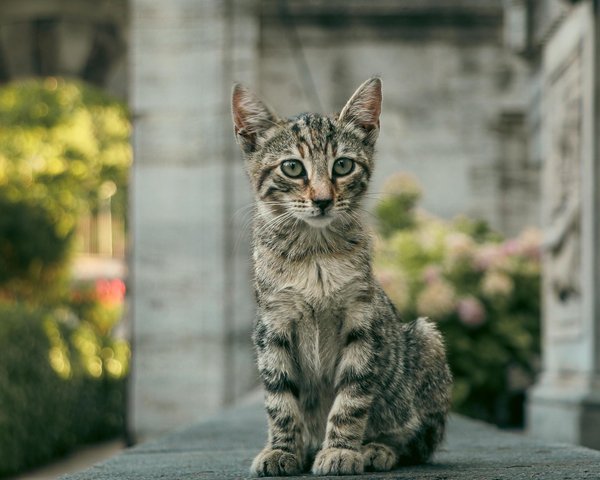 Top solutions sans ordonnance pour traiter les gales d'oreilles chez le chat