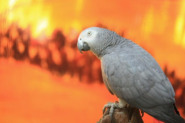 Harnais true love forest : l'allié idéal pour vos aventurescanines