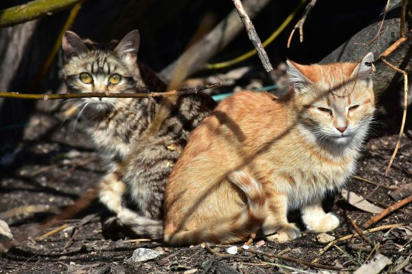 7 façons surprenantes dont les chats sauvages contribuent à leurs écosystèmes
