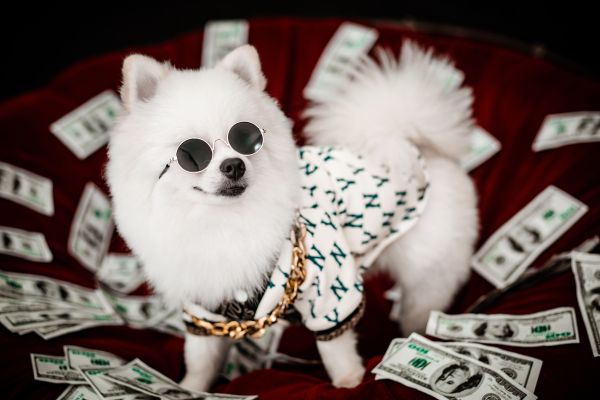 Accessoires de luxe pour chiens : du bling-bling pour votre toutou ?