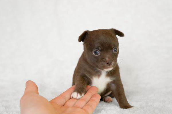 Adopter un chiot : découvrez les 59 petits coeurs disponibles !