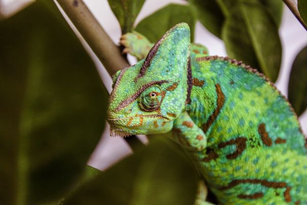 Pourquoi les caméleons sont-ils de bons animaux de compagnie?