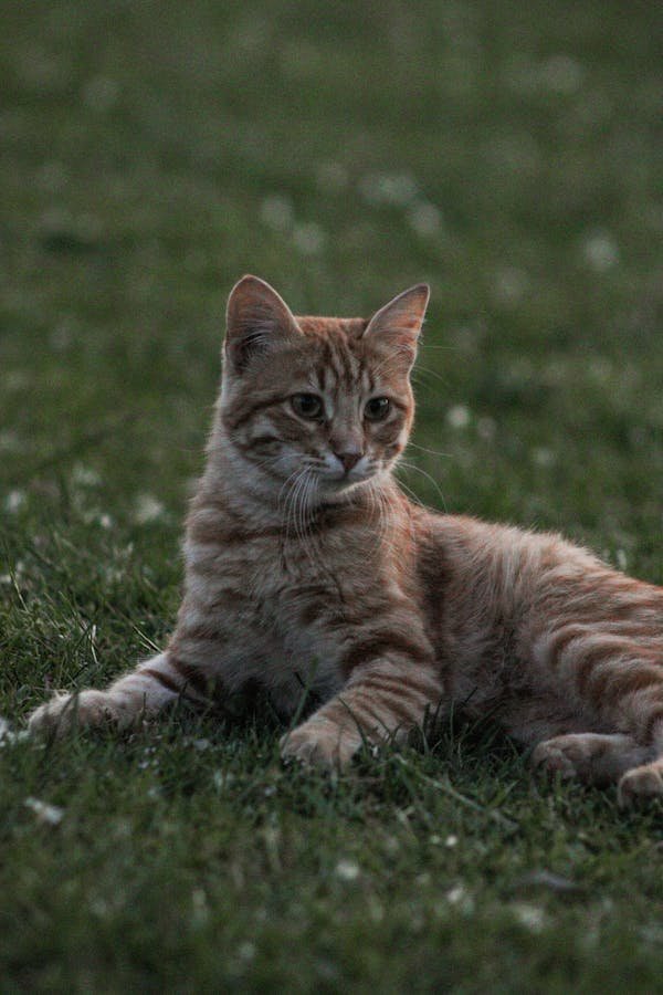 Produit gale oreille chat sans ordonnance : solutions efficaces et sûres